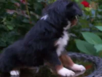 Ally, a female Miniature Australian Shepherd for sale in Atwood, IL – 3 of 7