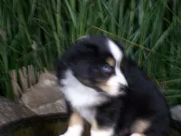 Romeo, a female Miniature Australian Shepherd for sale in Atwood, IL – 6 of 8