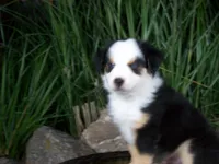 Rex, a male Miniature Australian Shepherd for sale in Atwood, IL – 6 of 8