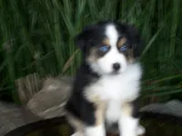 Ruby, a female Miniature Australian Shepherd for sale in Atwood, IL – 6 of 8