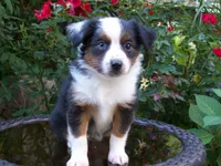 Abby, a female Miniature Australian Shepherd for sale in Atwood, IL – 2 of 7