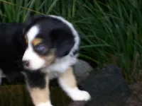 Ryder, a female Miniature Australian Shepherd for sale in Atwood, IL – 5 of 8