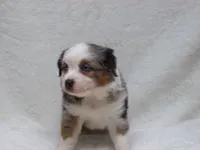Becky, a female Miniature Australian Shepherd and Miniature American Shepherd for sale in Atwood, IL – 5 of 7