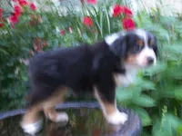 Addy, a female Miniature Australian Shepherd for sale in Atwood, IL – 4 of 7