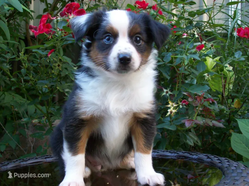 Abby – Miniature Australian Shepherd puppy for sale in Atwood, IL