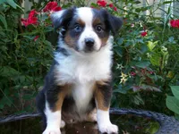 Abby, a female Miniature Australian Shepherd for sale in Atwood, IL – 1 of 7