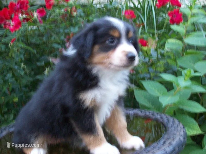 Addy – Miniature Australian Shepherd puppy for sale in Atwood, IL