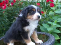 Addy, a female Miniature Australian Shepherd for sale in Atwood, IL – 1 of 7