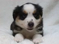 Blaze, a male Miniature Australian Shepherd and Miniature American Shepherd for sale in Atwood, IL – 2 of 7