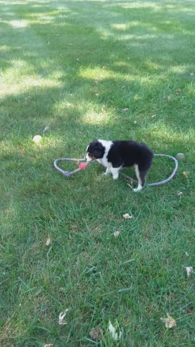 Ruby, a female Miniature Australian Shepherd for sale in Atwood, IL – 2 of 8