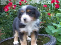 Addy, a female Miniature Australian Shepherd for sale in Atwood, IL – 5 of 7