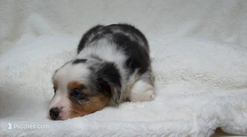 Brenda – Miniature Australian Shepherd, Miniature American Shepherd puppy for sale in Atwood, IL