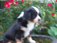Ava , a female Miniature Australian Shepherd for sale in Atwood, IL – 3 of 7