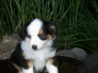 Reese, a female Miniature Australian Shepherd for sale in Atwood, IL – 6 of 8