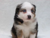 Becky, a female Miniature Australian Shepherd and Miniature American Shepherd for sale in Atwood, IL – 4 of 7
