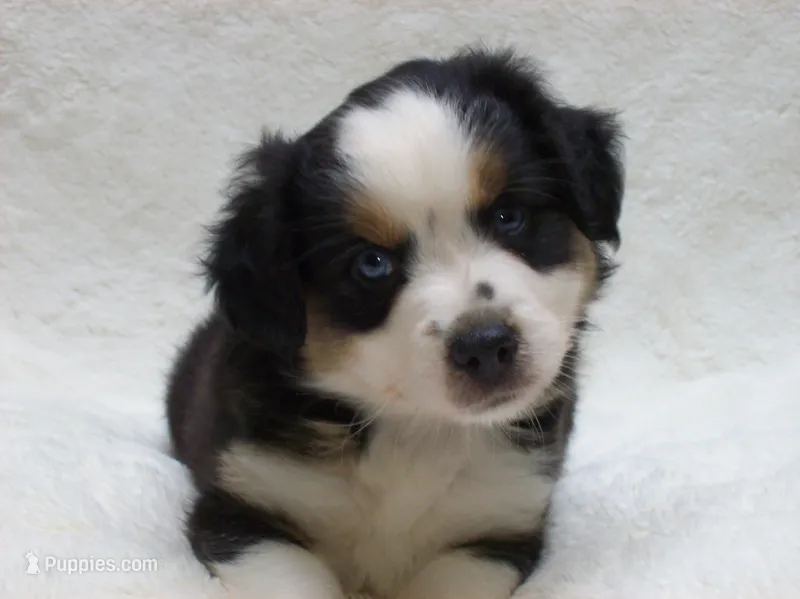 Blaze – Miniature Australian Shepherd, Miniature American Shepherd puppy for sale in Atwood, IL