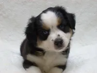 Blaze, a male Miniature Australian Shepherd and Miniature American Shepherd for sale in Atwood, IL – 1 of 7