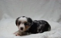 Brenda, a female Miniature Australian Shepherd and Miniature American Shepherd for sale in Atwood, IL – 5 of 7
