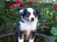 Abby, a female Miniature Australian Shepherd for sale in Atwood, IL – 4 of 7
