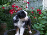 Alice, a female Miniature Australian Shepherd for sale in Atwood, IL – 4 of 7