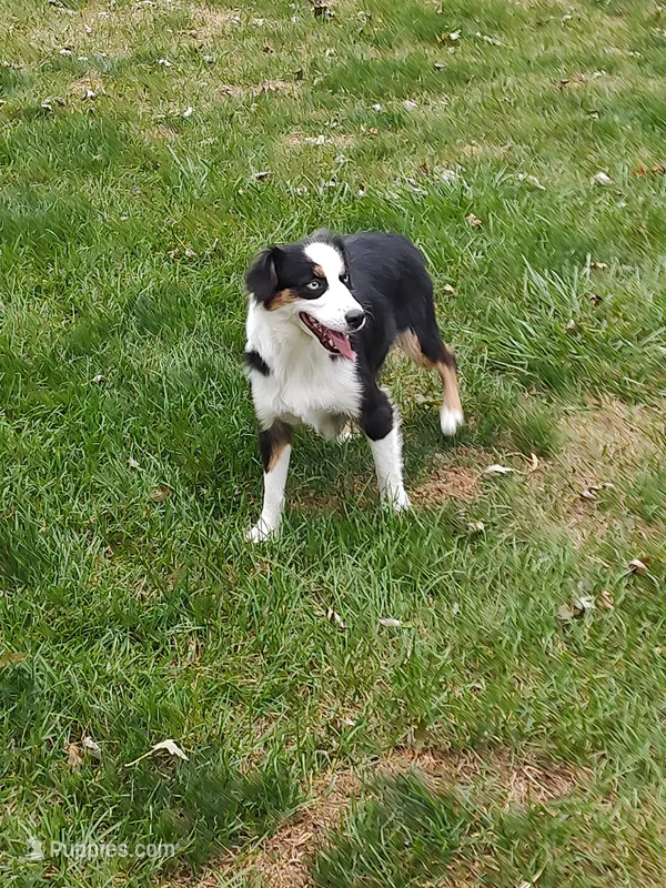 Princess – Miniature Australian Shepherd, Miniature American Shepherd puppy for sale in Atwood, IL