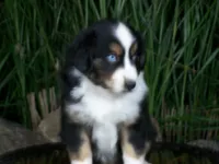 Romeo, a female Miniature Australian Shepherd for sale in Atwood, IL – 5 of 8