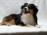 Blaze, a male Miniature Australian Shepherd and Miniature American Shepherd for sale in Atwood, IL – 7 of 7