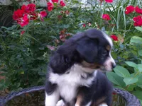 Alisha, a female Miniature Australian Shepherd for sale in Atwood, IL – 3 of 7