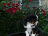 Alisha, a female Miniature Australian Shepherd for sale in Atwood, IL – 5 of 7
