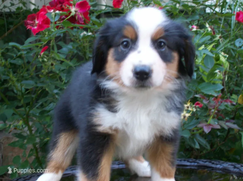Amber – Miniature Australian Shepherd puppy on hold in Atwood, IL