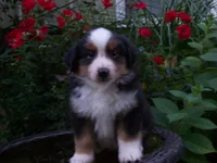 Amos, a male Miniature Australian Shepherd for sale in Atwood, IL – 2 of 7