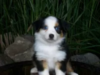 Reese, a female Miniature Australian Shepherd for sale in Atwood, IL – 5 of 8