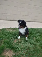 Ally, a female Miniature Australian Shepherd for sale in Atwood, IL – 6 of 7