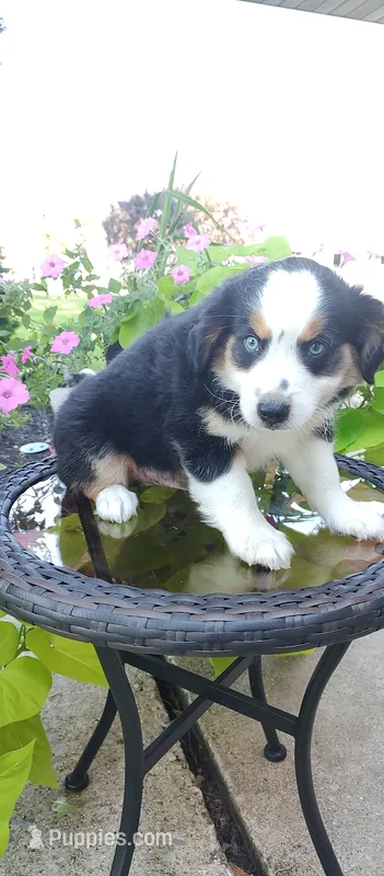 Blaze – Miniature Australian Shepherd puppy for sale in Atwood, IL