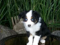 Rosie, a female Miniature Australian Shepherd for sale in Atwood, IL – 4 of 9