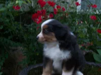 Amos, a male Miniature Australian Shepherd for sale in Atwood, IL – 4 of 7