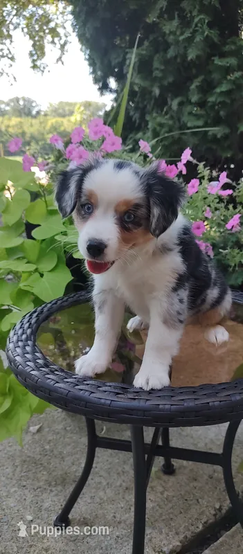 Brenda – Miniature Australian Shepherd puppy for sale in Atwood, IL