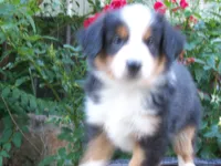 Amber, a female Miniature Australian Shepherd for sale in Atwood, IL – 2 of 7