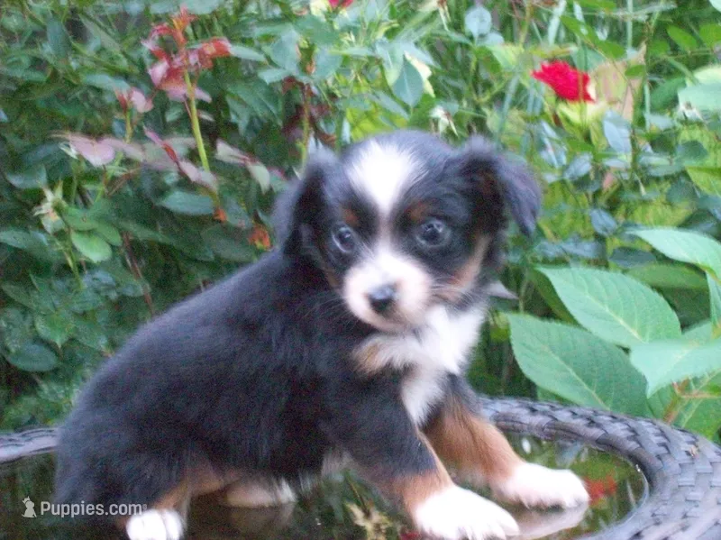 Ally – Miniature Australian Shepherd puppy for sale in Atwood, IL