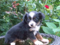 Ally, a female Miniature Australian Shepherd for sale in Atwood, IL – 1 of 7
