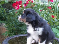 Alisha, a female Miniature Australian Shepherd for sale in Atwood, IL – 4 of 7