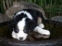 Rosie, a female Miniature Australian Shepherd for sale in Atwood, IL – 7 of 9