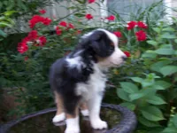 Alice, a female Miniature Australian Shepherd for sale in Atwood, IL – 5 of 7