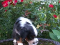 Ava , a female Miniature Australian Shepherd for sale in Atwood, IL – 5 of 7