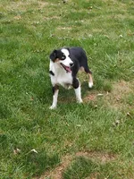 Ruby, a female Miniature Australian Shepherd for sale in Atwood, IL – 7 of 8