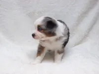Becky, a female Miniature Australian Shepherd and Miniature American Shepherd for sale in Atwood, IL – 3 of 7