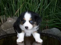 Rascal, a male Miniature Australian Shepherd for sale in Atwood, IL – 7 of 9