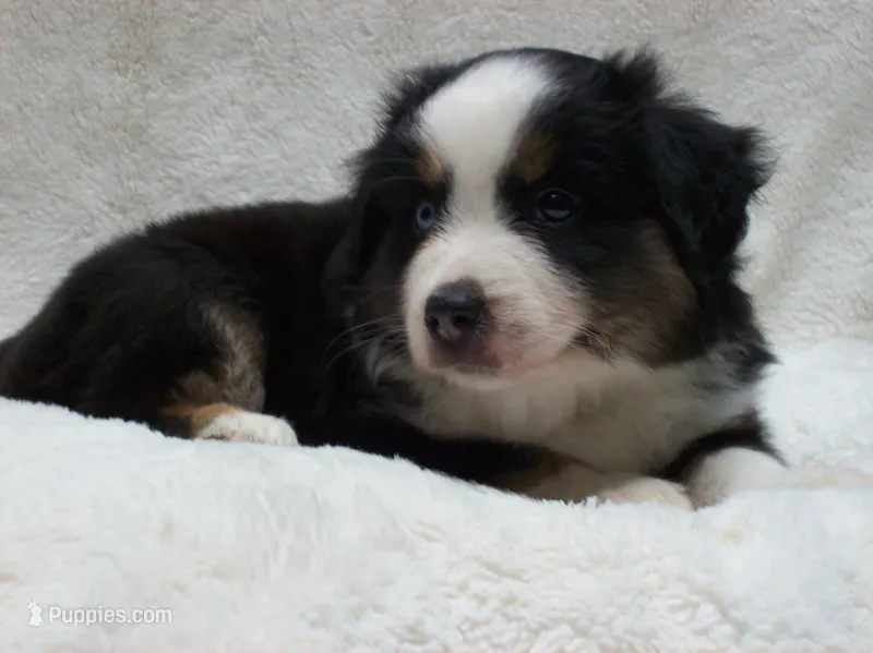 Buster – Miniature Australian Shepherd, Miniature American Shepherd puppy for sale in Atwood, IL