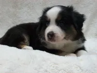 Buster, a male Miniature Australian Shepherd and Miniature American Shepherd for sale in Atwood, IL – 1 of 7