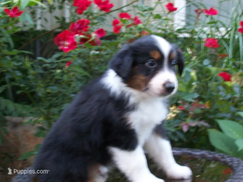 Alvin – Miniature Australian Shepherd puppy for sale in Atwood, IL